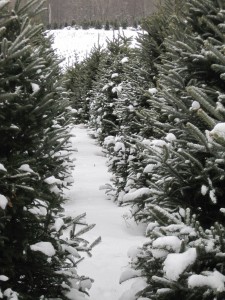 Cover photo for Locally Mountain Grown Fraser Fir Christmas Trees