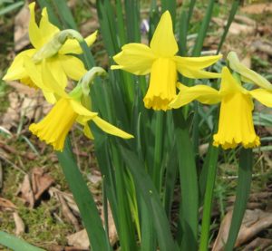 Image of flowers