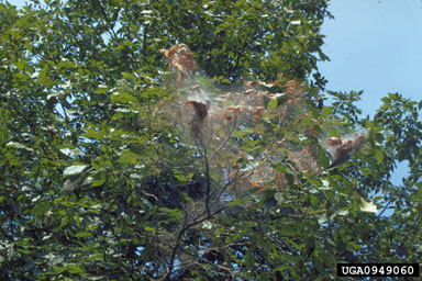 Fall webworm