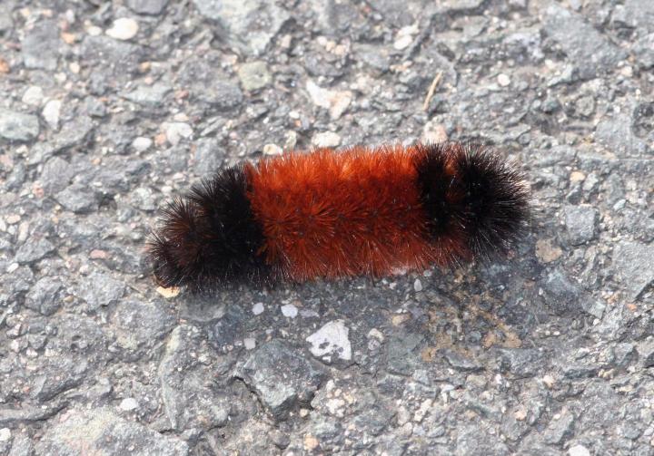Image of wooly worm