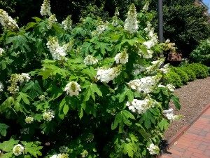 Cover photo for Why Trees and Shrubs Fail to Flower