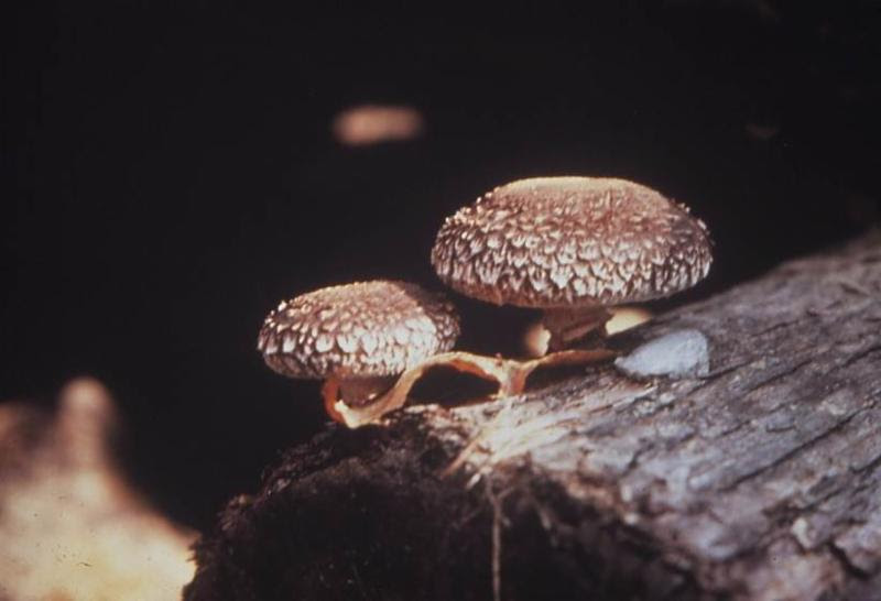 Image of shiitake mushrooms