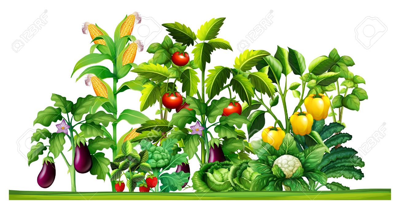 Illustration of vegetables