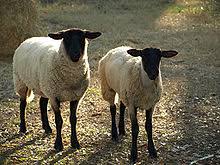 Small Ruminant Workshop, sheep