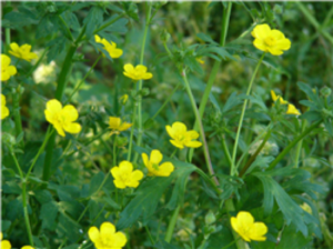 Cover photo for Buttercup Control