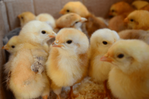 Cover photo for Poultry 101 Class