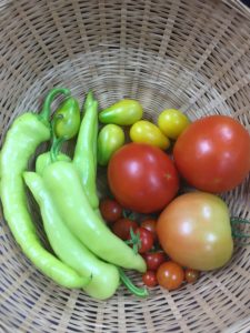 Cover photo for No Seeds, No Problem: Growing Vegetables From Scraps