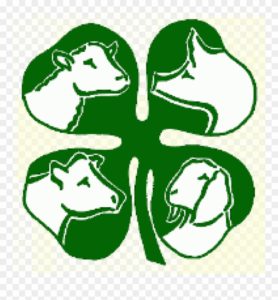 4-H Livestock