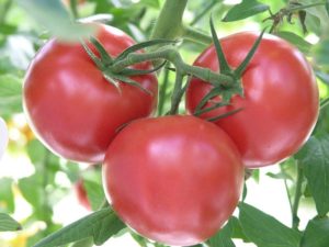 Cover photo for Growing Tomatoes in the Home Garden