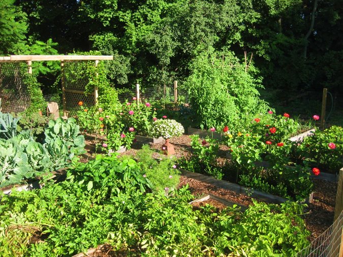 Vegetable Garden