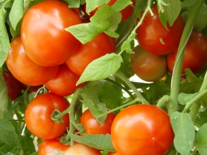 tomato plants