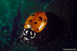 Lady Bird Beetle