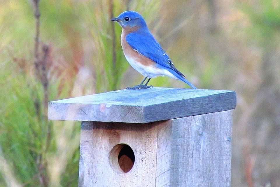 blue bird house with blue bird on top