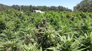 Cover photo for 2020 Hemp Production Meeting