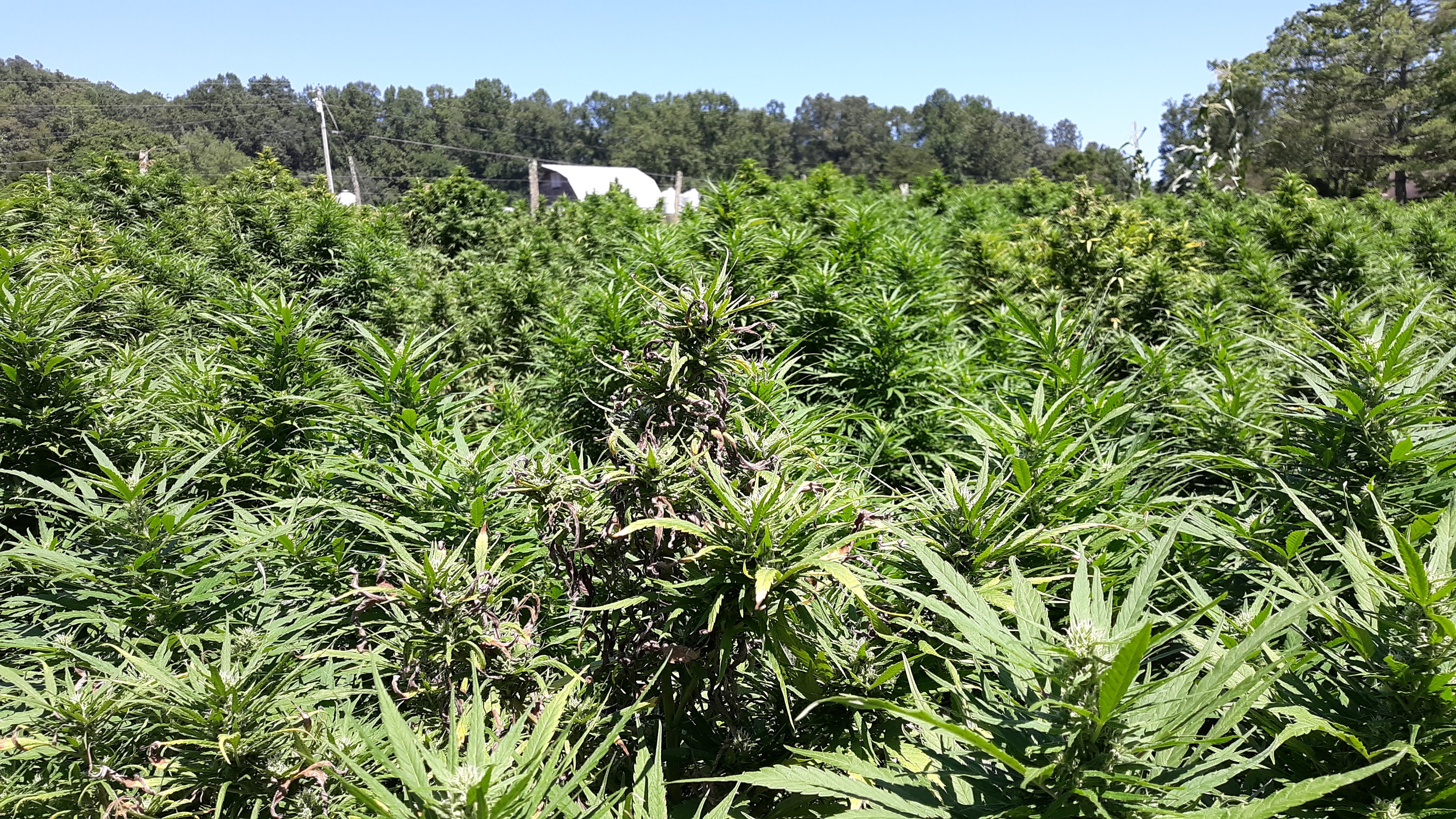 Hemp Field