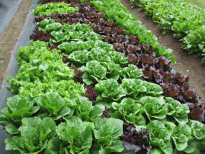 Cover photo for Tips for Growing a Successful Vegetable Garden