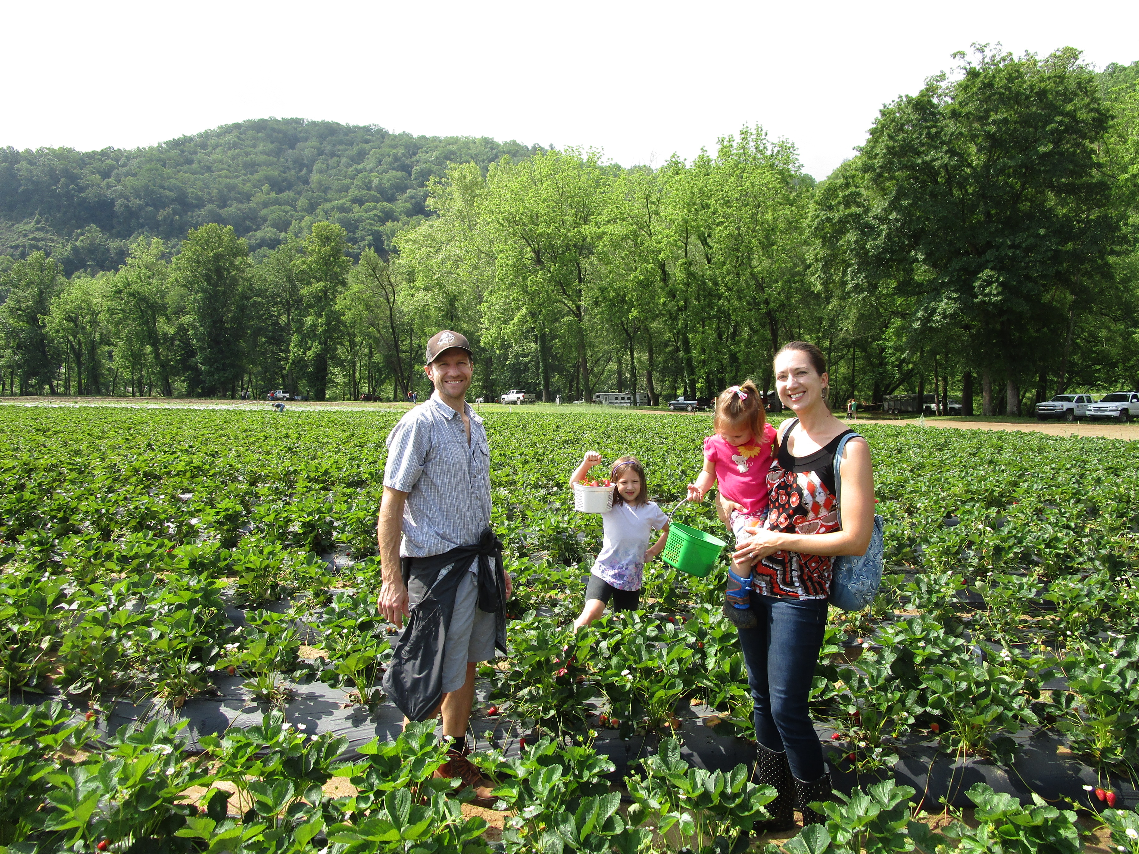 Strawberry picking