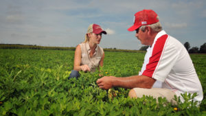 Two farmers kneeling in a peanut field while discussing the crop.