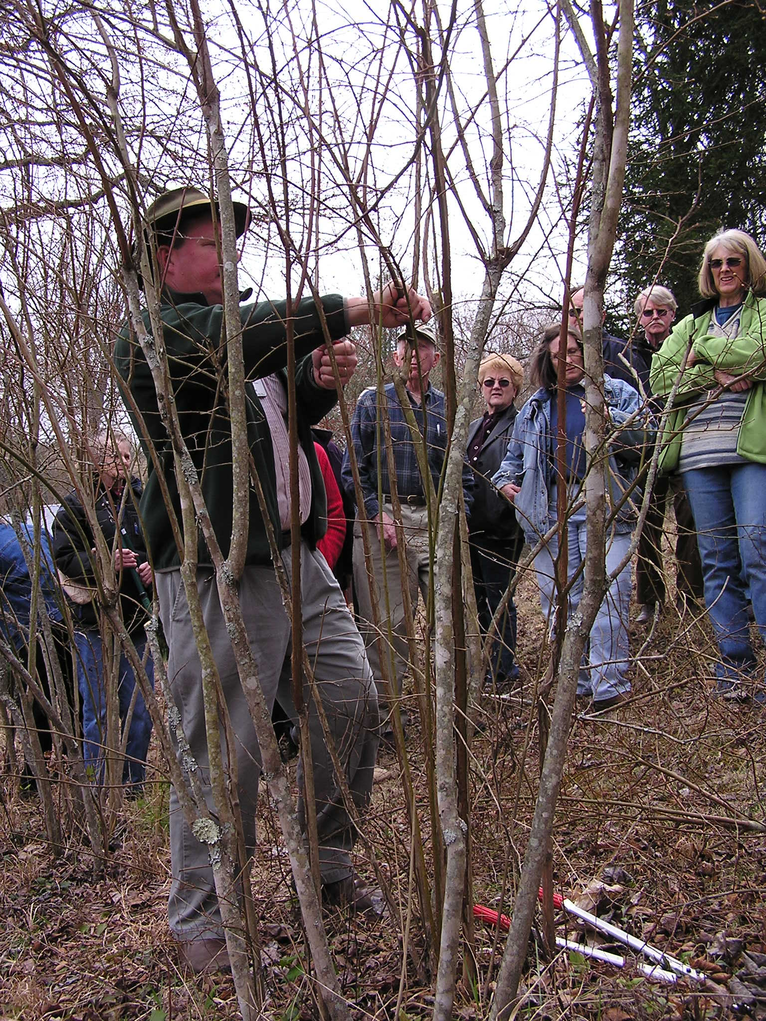 Pruning Blueberries