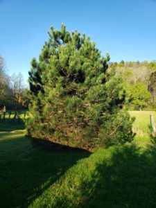 arbor day picture of a tree