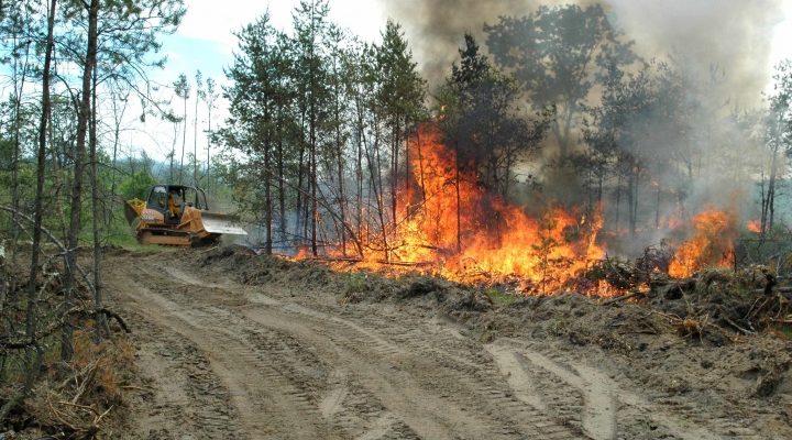 Picture of Forest Fire