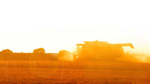 As the sun sets on a warm Fall day, a farmer harvests a soybean field in North Carolina.