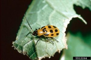 Picture of adult spotted cucumber beetle