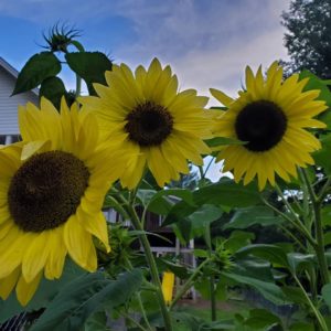 Sunflower
