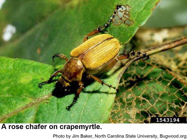 Rose Chafer