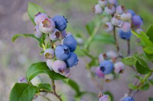 blueberries