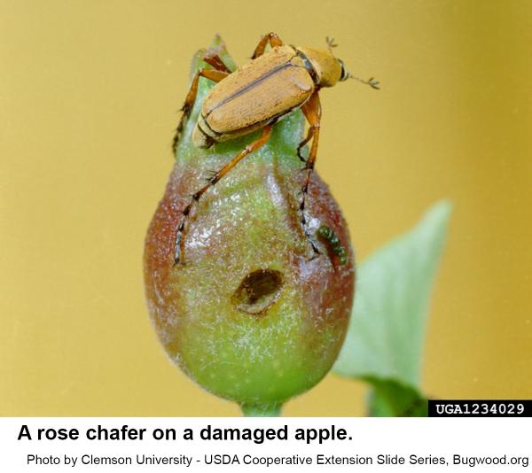 rose chafer