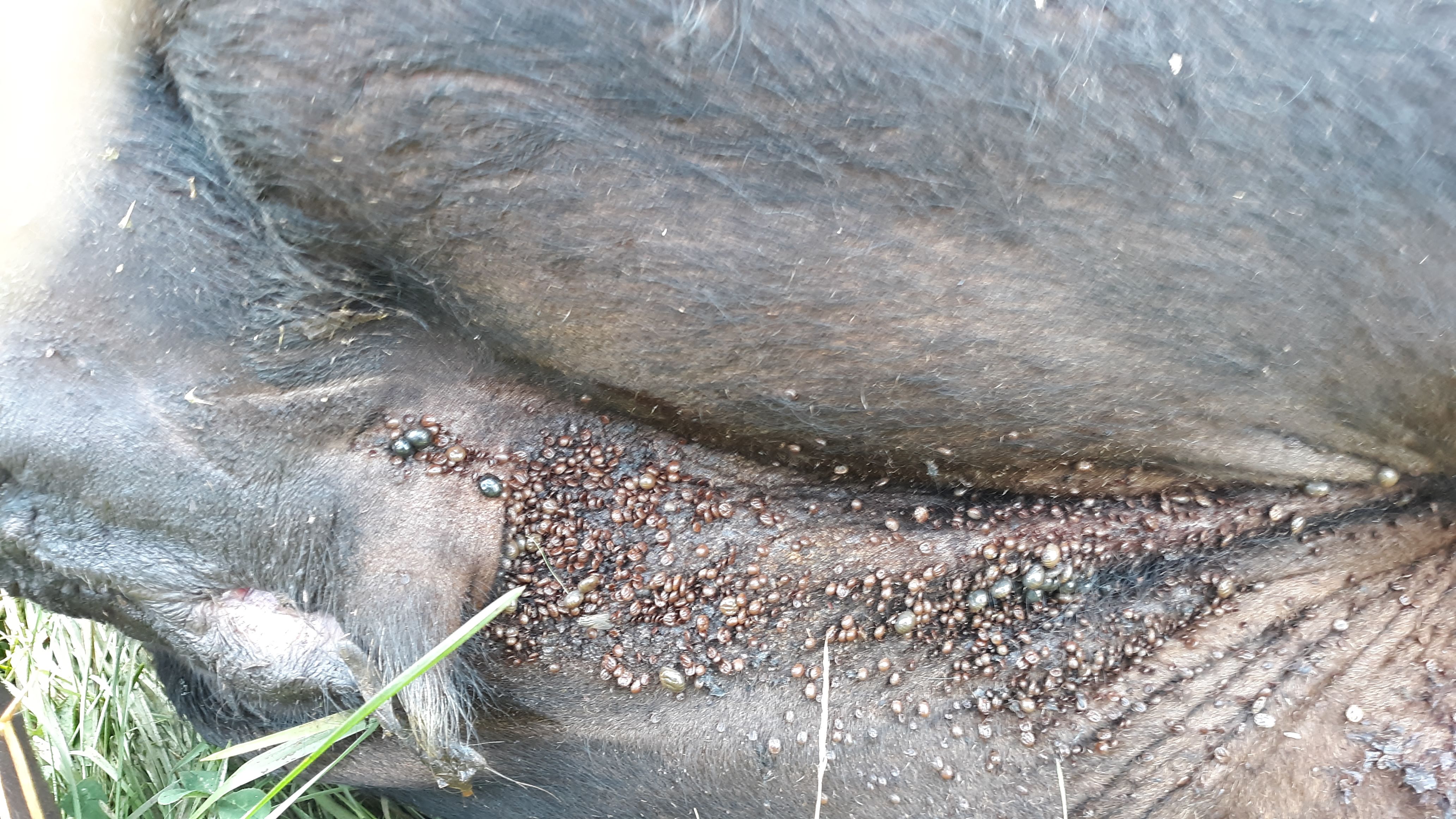 Heifer covered in Asian Longhorn Ticks