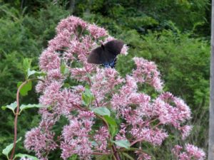 Joe Pye Weed and a butterfly