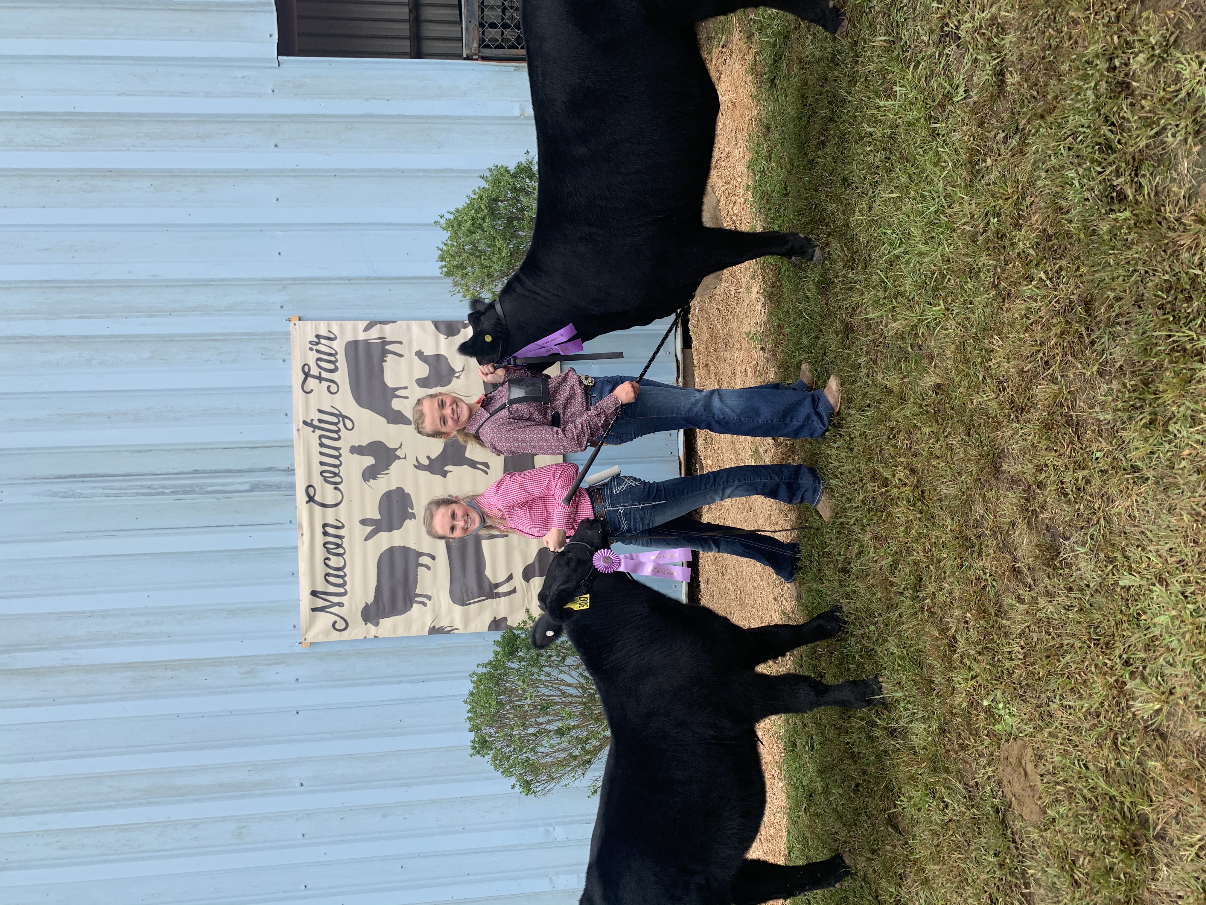 livestock show cattle