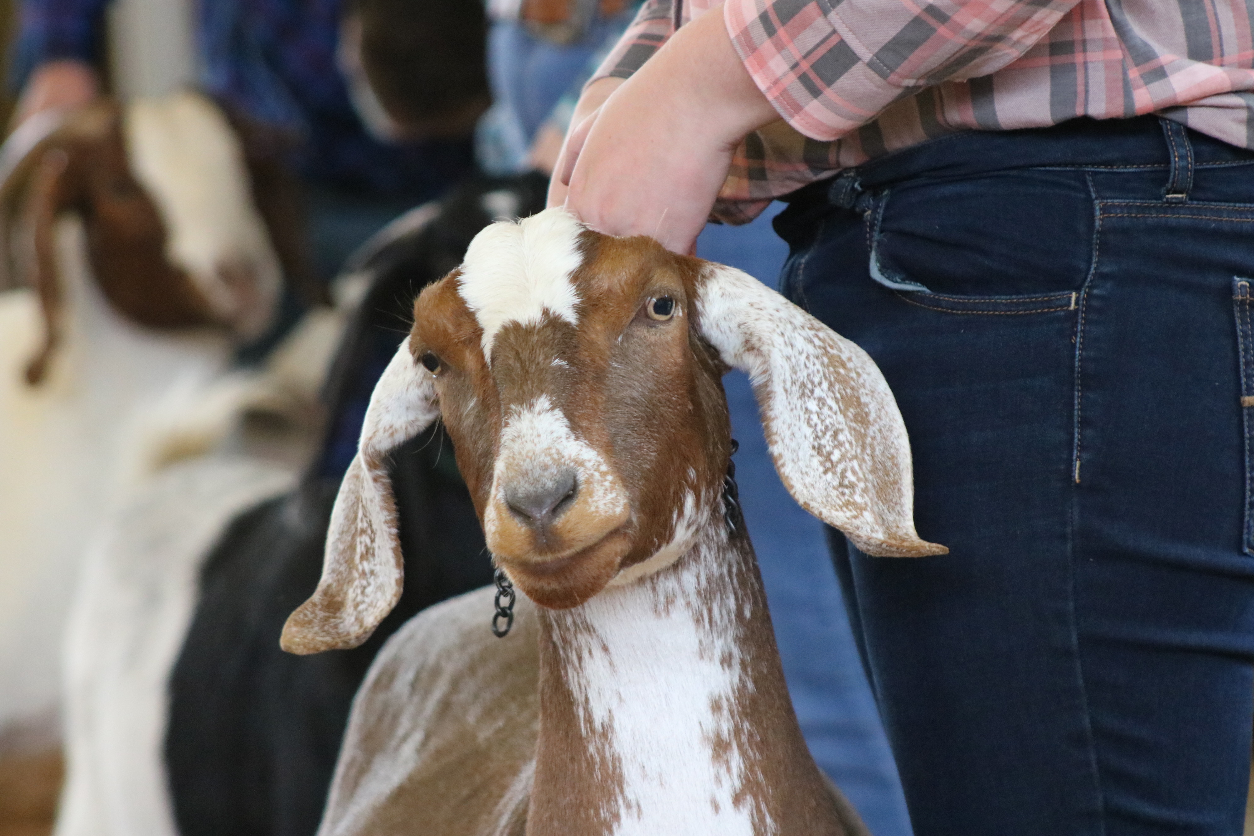 livestock show