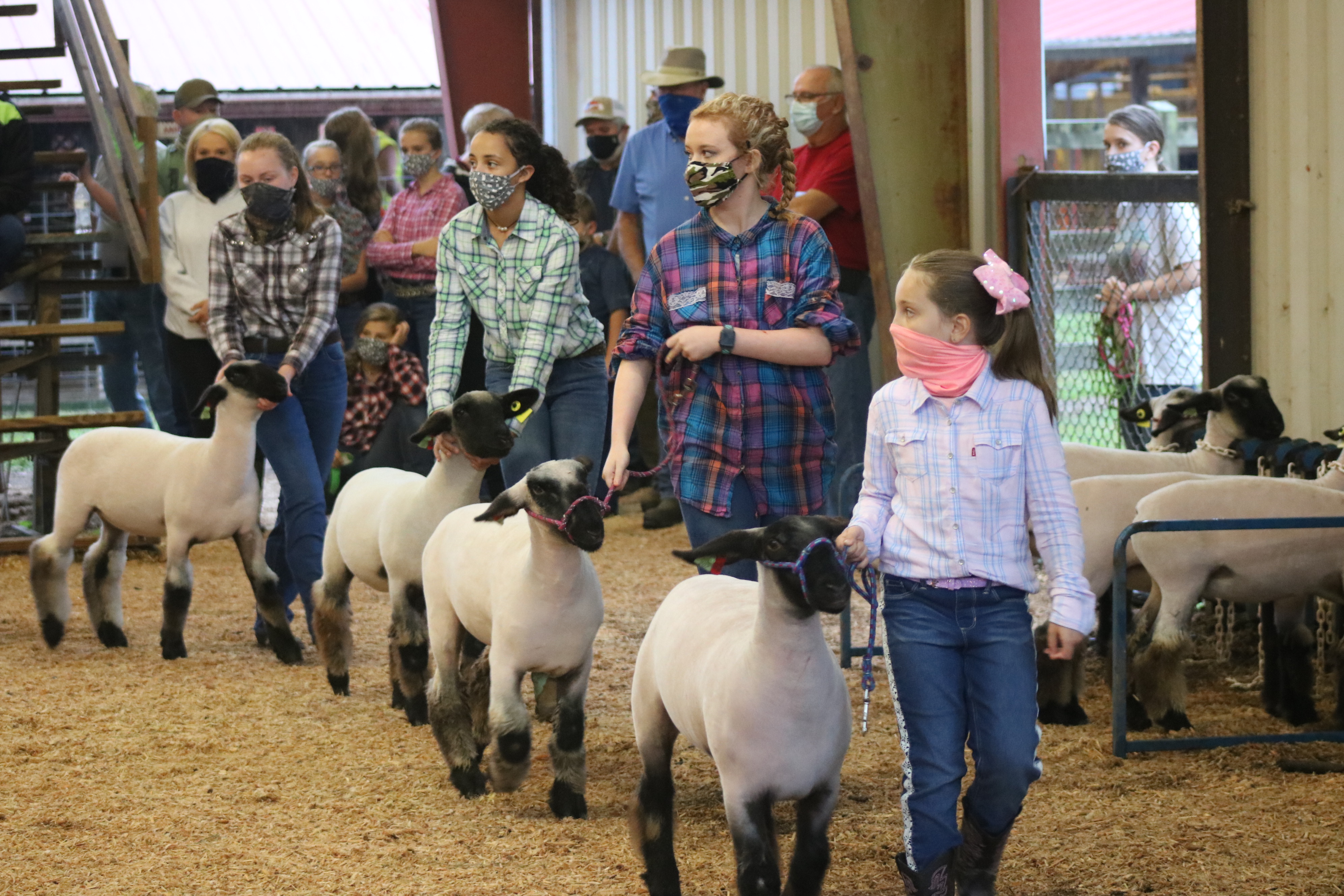 Live Stock Show Lambs