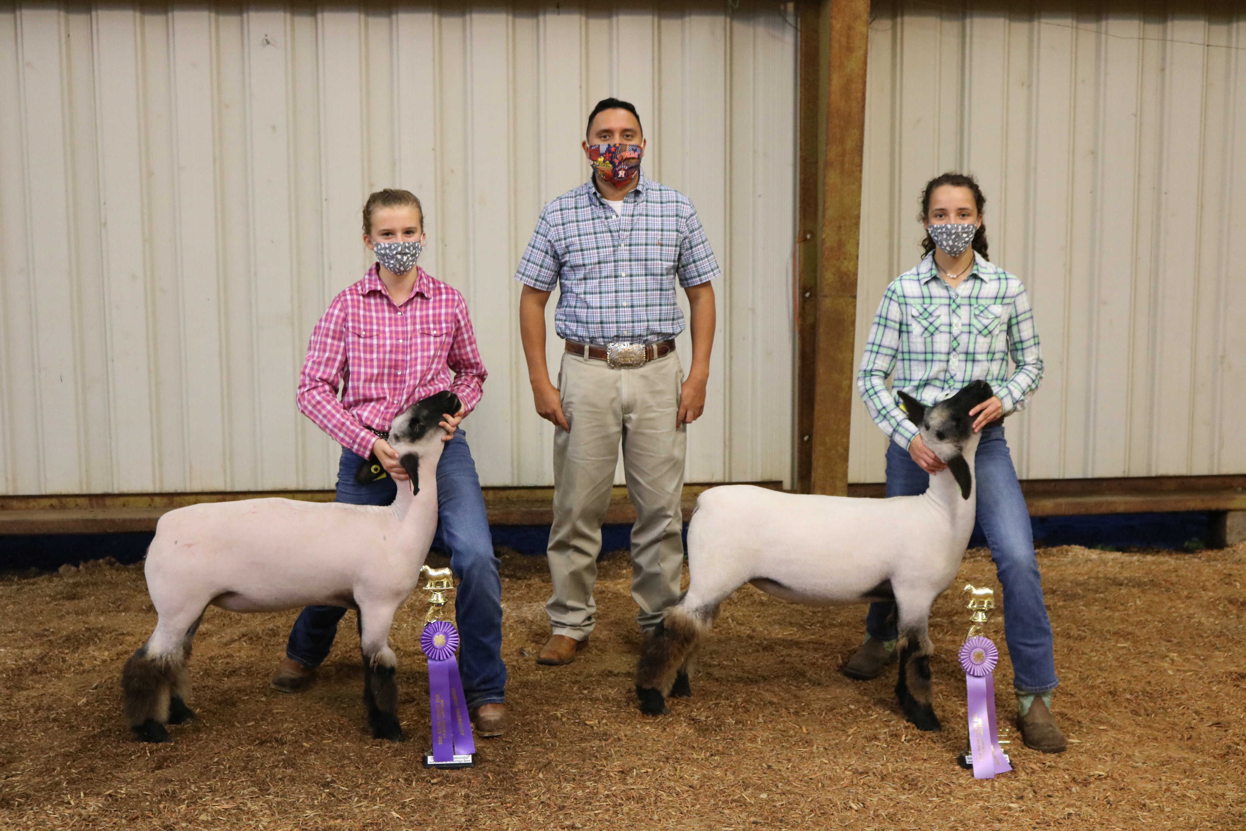 Live Stock Show Lambs