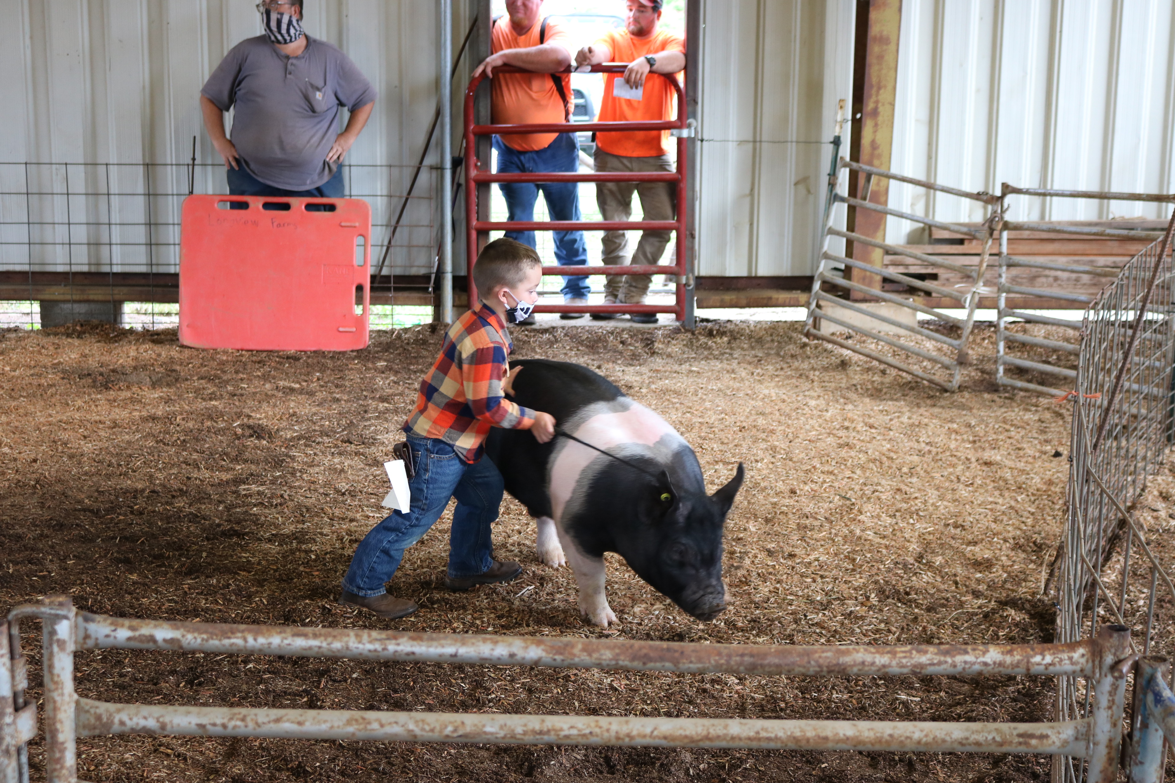 Livestock Show Hogs