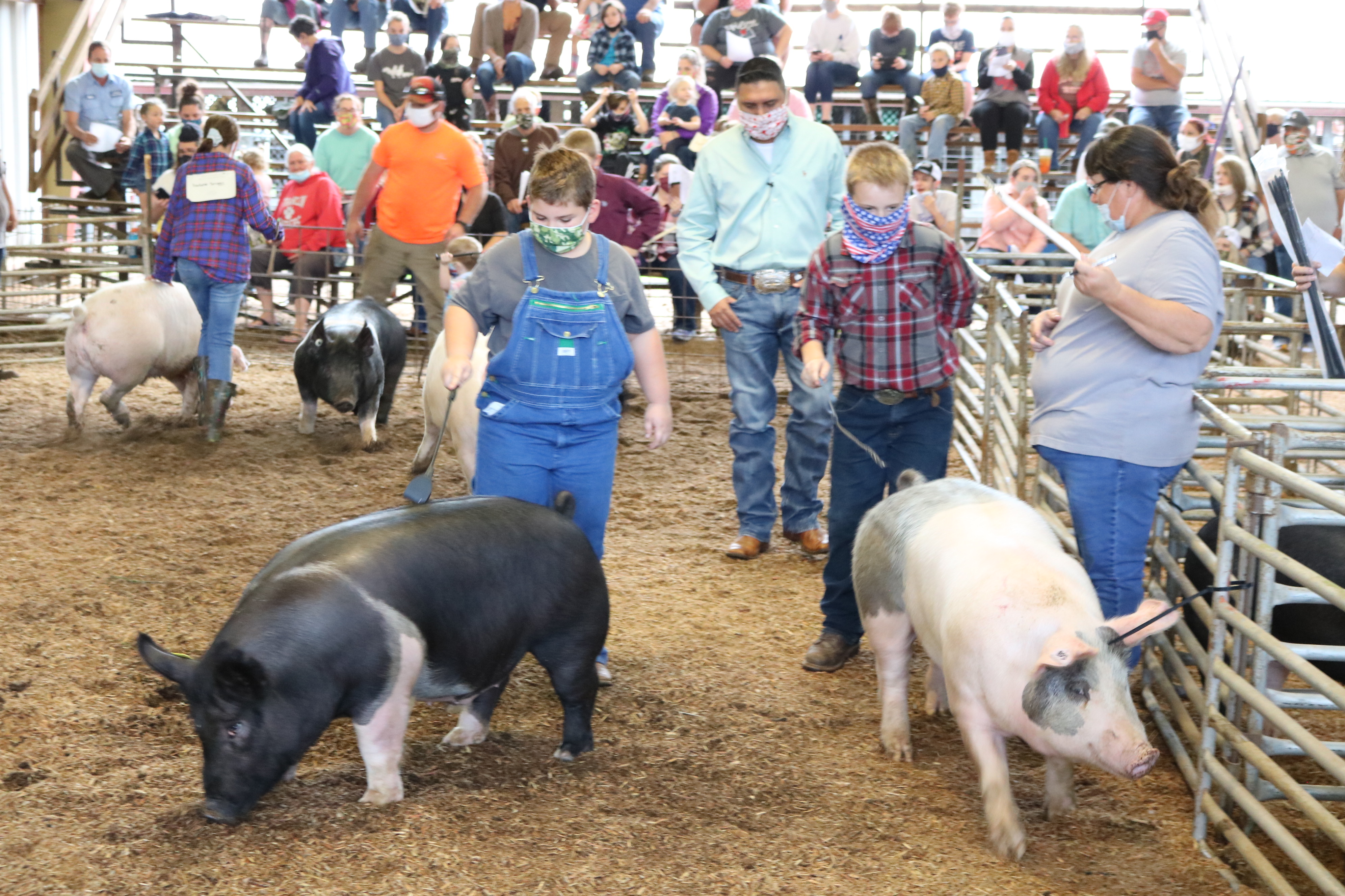 Livestock Show hogs