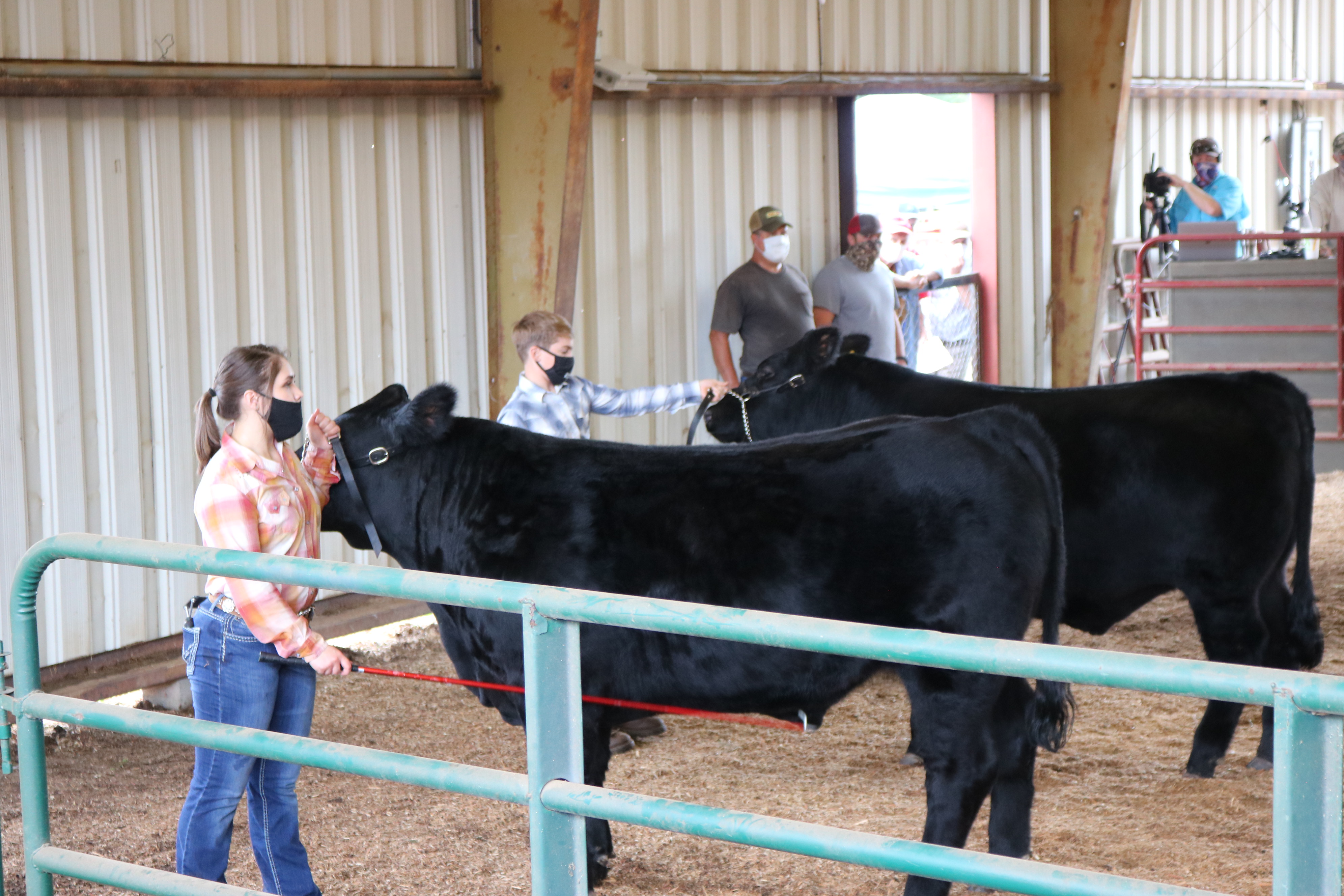 livestock show