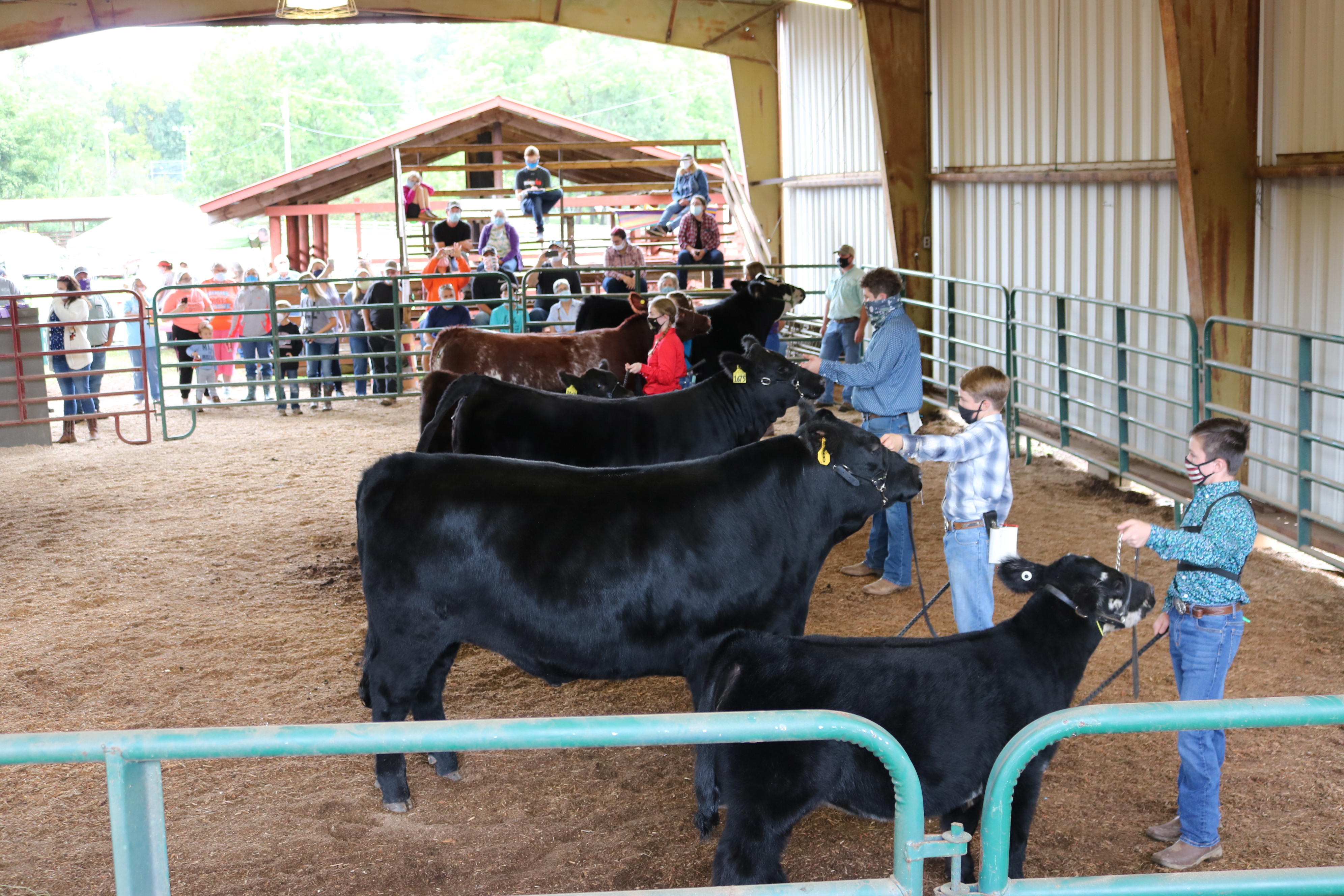 Livestock Show Cattle
