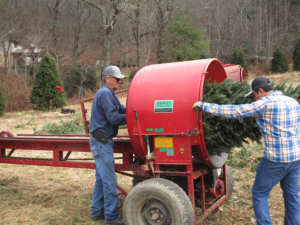 Bailing Fraser Fir Christmas Tree