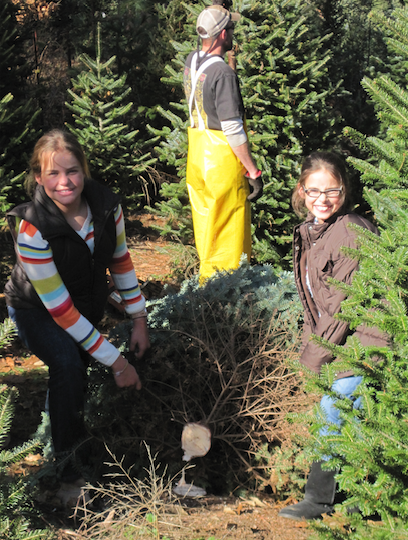 Sisters carrying their Christmas Tree to the baler