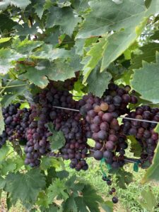 Cover photo for 2021 Virtual Vineyard Managers Workshop