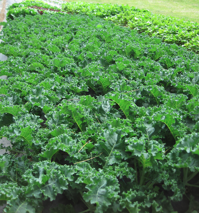 Kale Growing