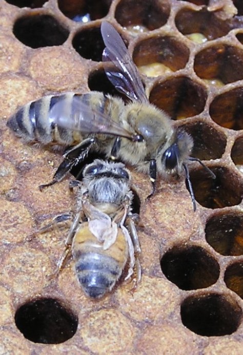 Hone Bees