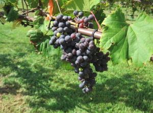 Cover photo for Grapes:  How to Start and Grow Grapes