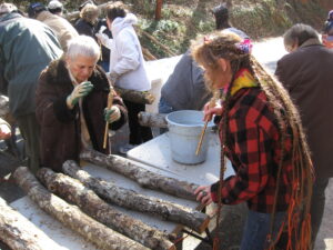Master Gardeners inoculating logs with Shiitake Spawn