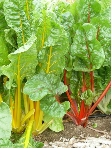 Swiss Chard by Kathleen Moore