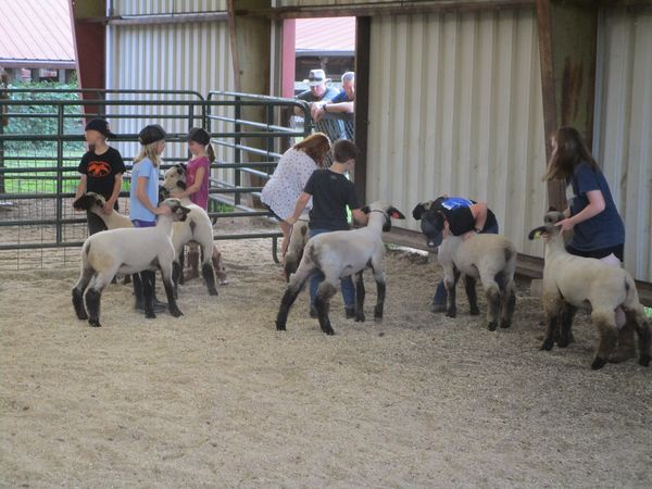 lambs in show ring